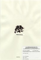 藏品(硬盾果藻)的圖片